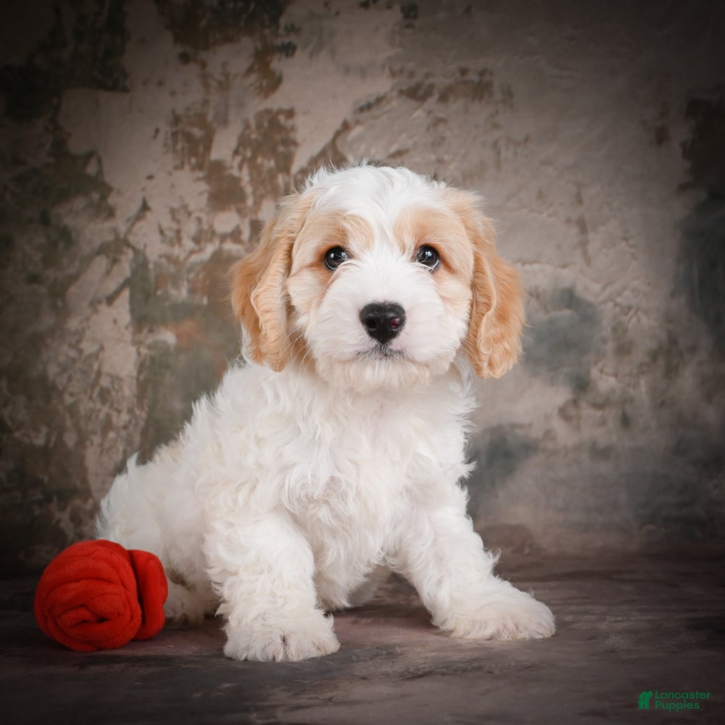 Cavachon dogs for sale: Jeremy - Ad 5