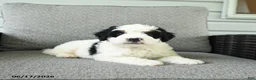 Bernedoodle dogs for sale: Smores - Ad 3