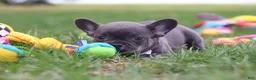 French Bulldog dogs for sale: Lexi - Ad 3
