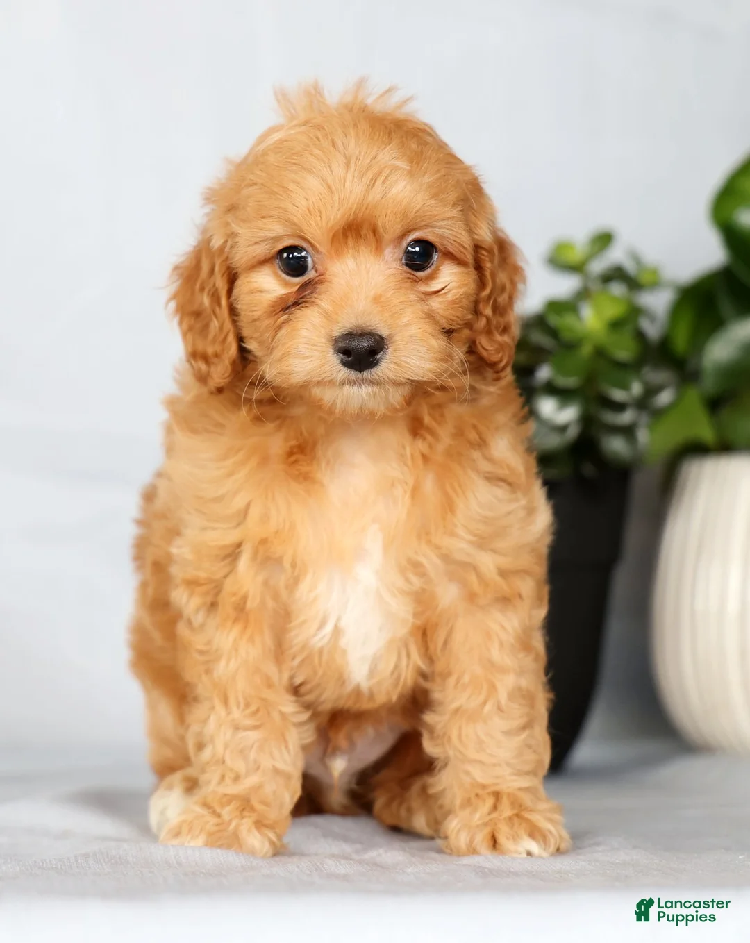 Cavapoo dogs for sale: Parker - Ad 1