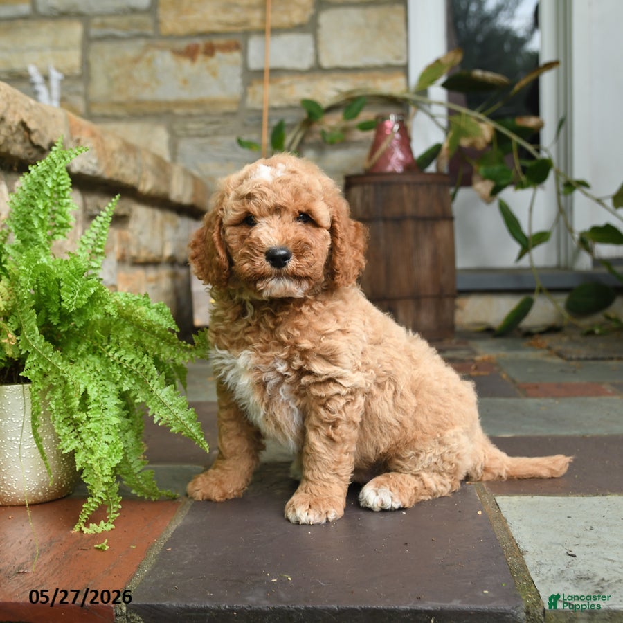 Mini Goldendoodle dogs Gingersnap - Ad 2