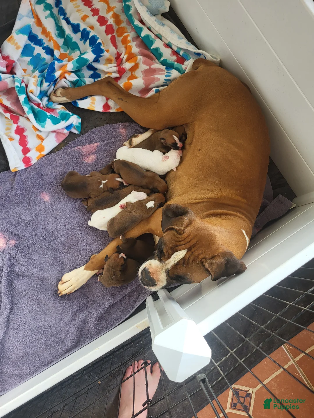 Boxer dogs for sale: Blue Male - Ad 3