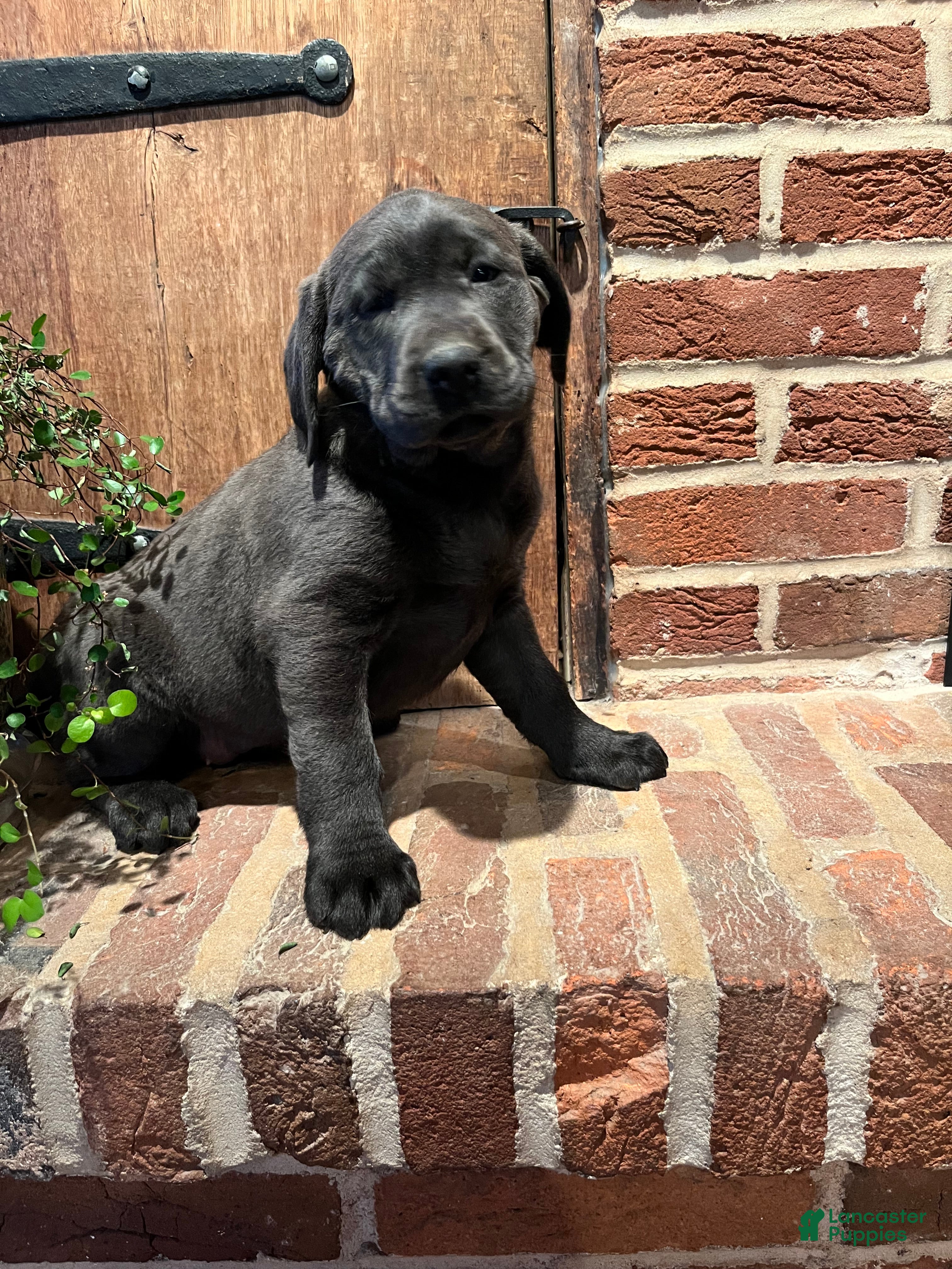 Labrador Retriever dogs Buttercup - Ad 1