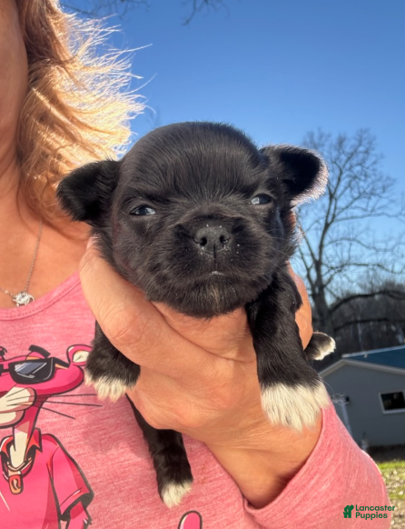 Chihuahua dogs Chihuahua Boy - Ad 2