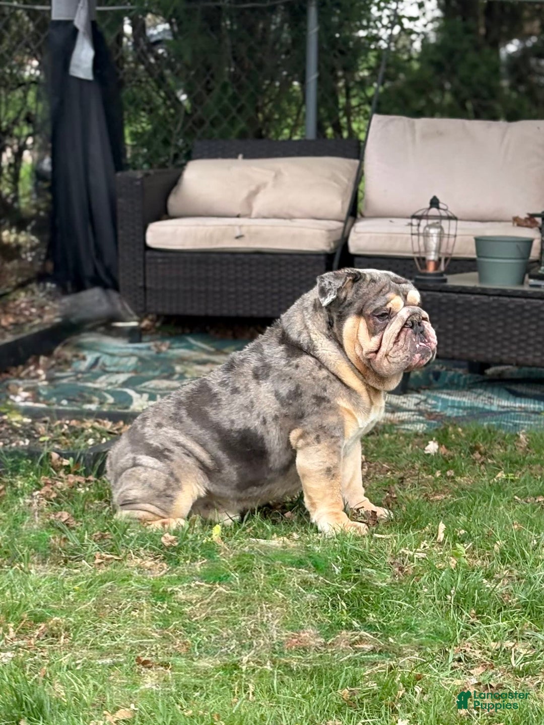 English Bulldog dogs for stud: English Bulldog 1 puppies - Ad 3