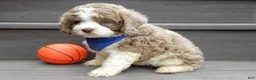 Cockapoo dogs for sale: Royal - Ad 6