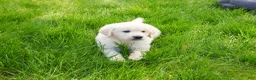 Golden Retriever dogs for sale: Zachary  - Ad 5