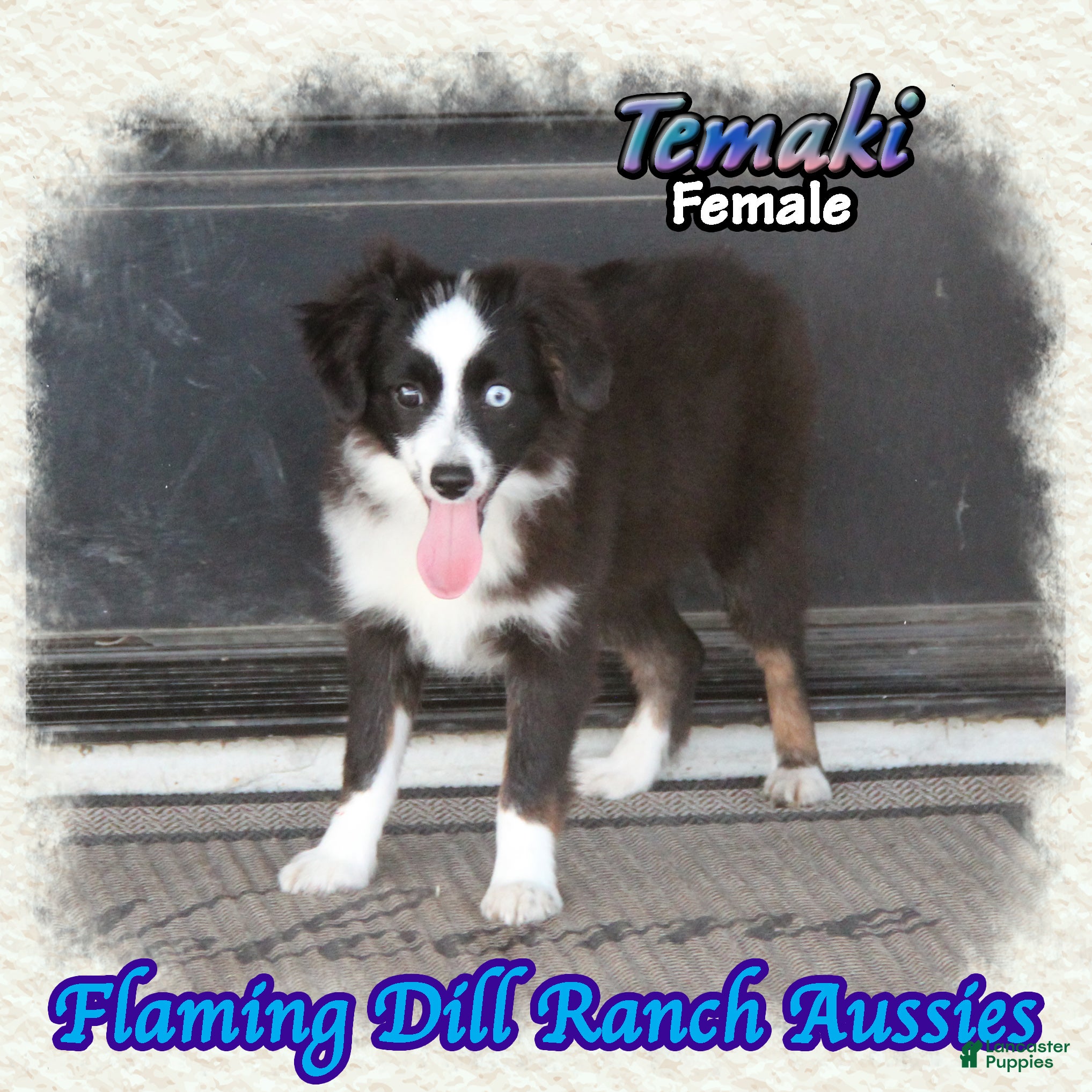 Toy Australian Shepherd dogs for sale: Temaki - Ad 1