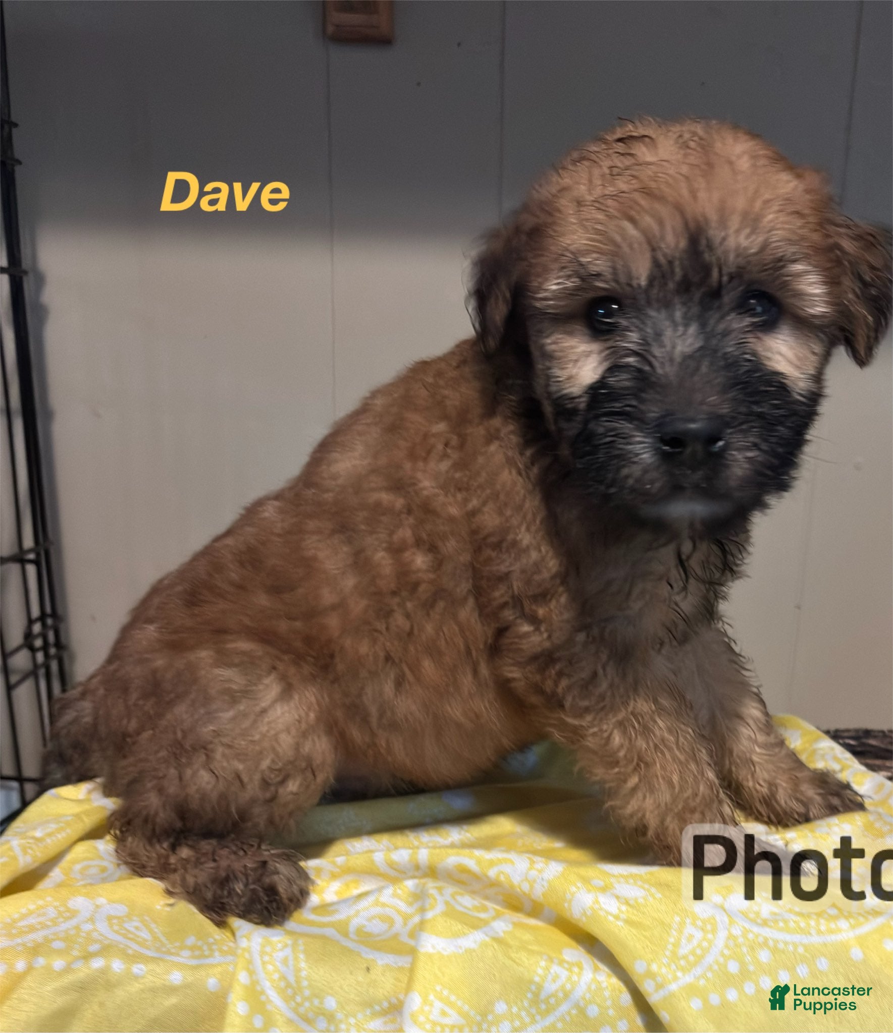 Soft Coated Wheaten Terrier dogs Dave - Ad 1