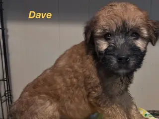 Soft Coated Wheaten Terrier dogs Dave - Ad 1