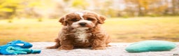 Cavapoo dogs for sale: Kohen - Ad 1