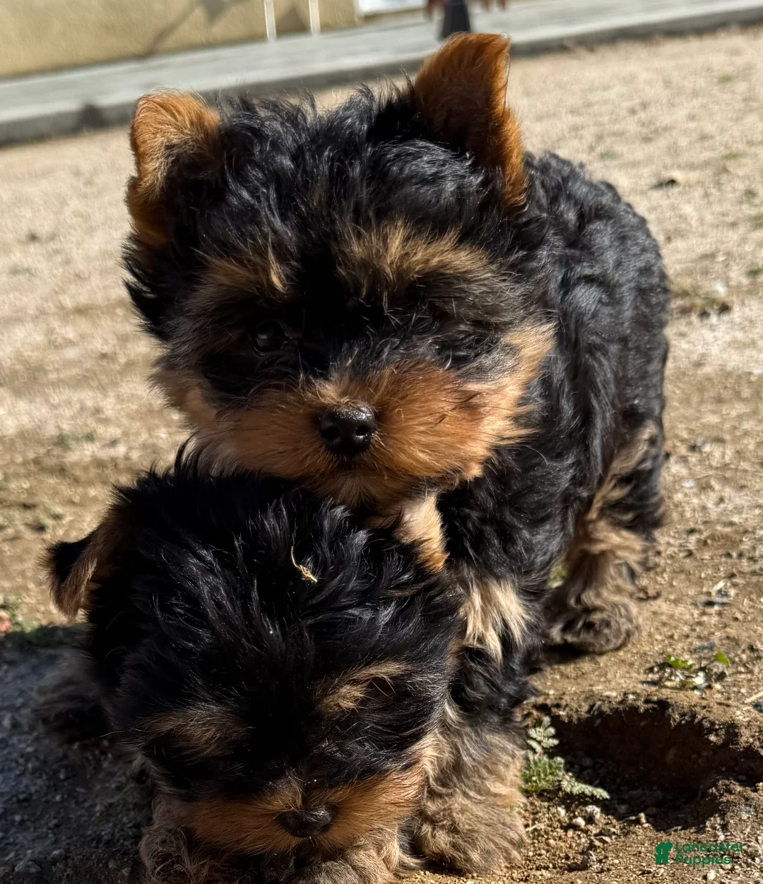 Yorkshire Terrier dogs for sale: Yorkshire Terrier Puppy 1 - Ad 2
