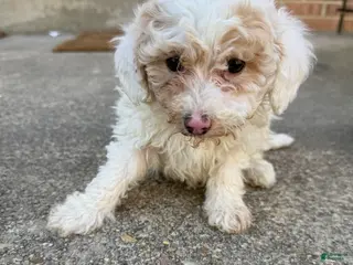 Toy Poodle dogs Toy Poodle Puppy 2 - Ad 24