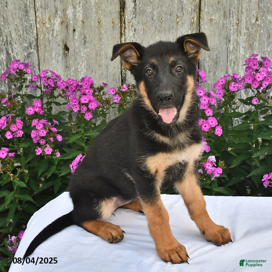 German Shepherd dogs for sale: Kelsey - Ad 23