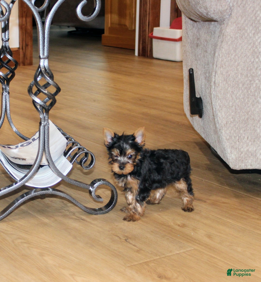 Yorkshire Terrier dogs for sale: Peaches - Ad 2