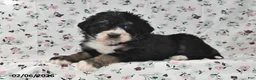 Bernedoodle dogs for sale: Bobby - Ad 2