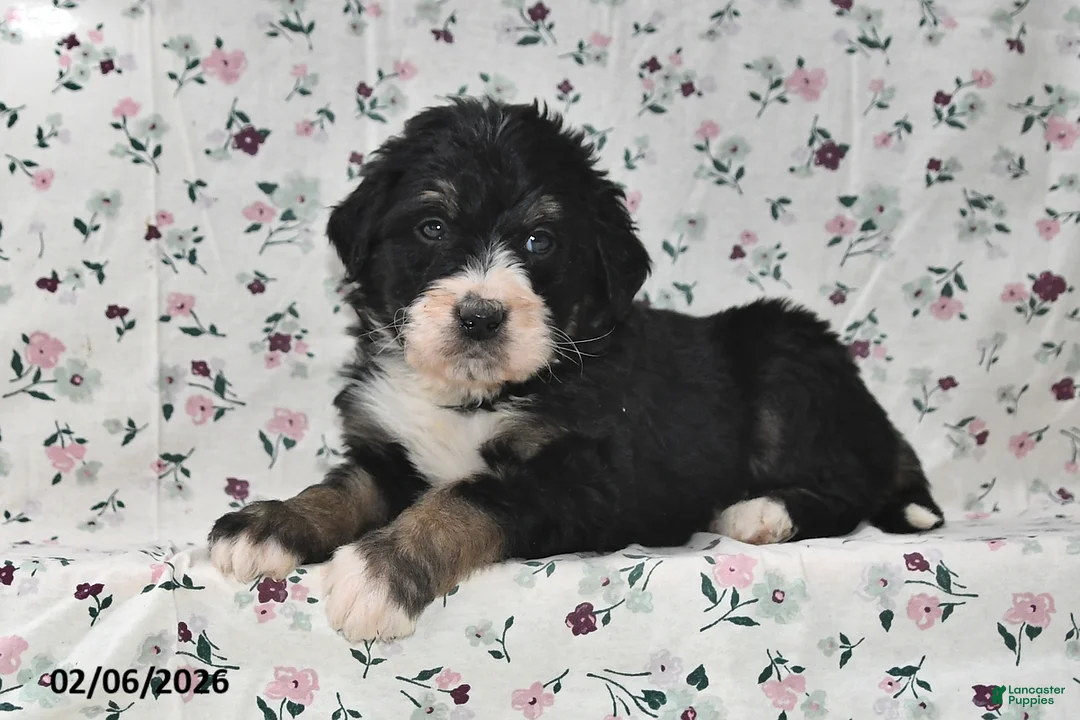 Bernedoodle dogs for sale: Bobby - Ad 2
