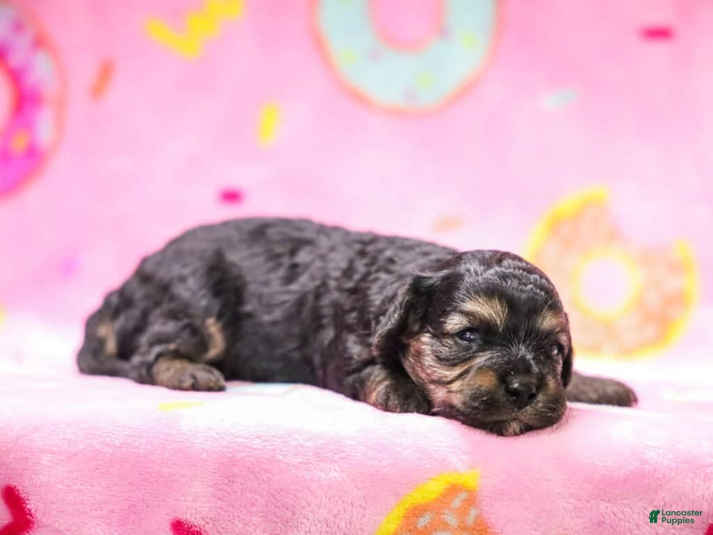 Cavapoo dogs Janna - Ad 10