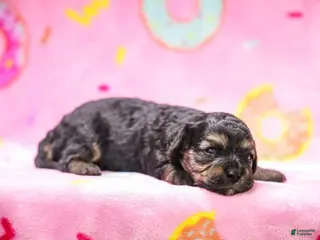 Cavapoo dogs Janna - Ad 36