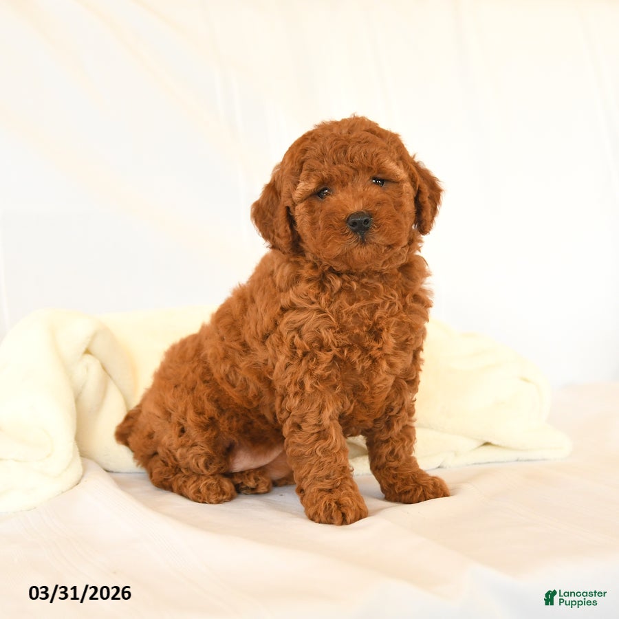 Miniature Poodle dogs Glorie - Ad 1