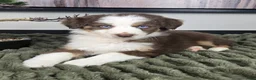 Miniature Australian Shepherd dogs for sale: Sarah - Ad 3