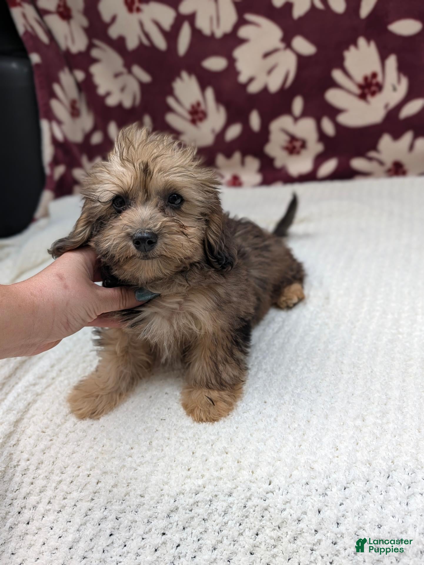 Havapoo dogs Francine - Ad 1