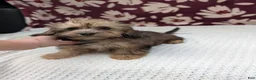 Havapoo dogs for sale: Francine - Ad 1