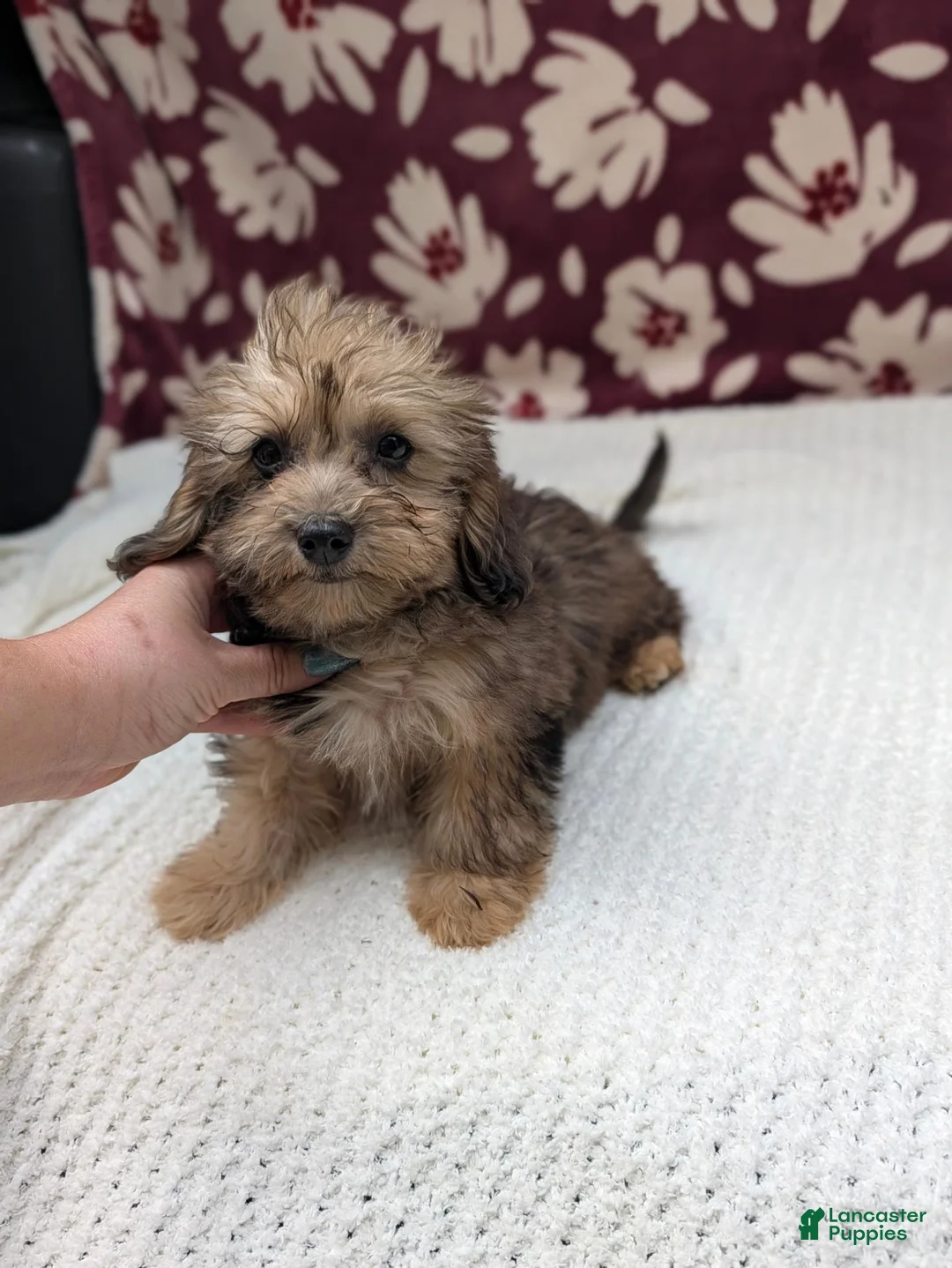 Havapoo dogs for sale: Francine - Ad 1