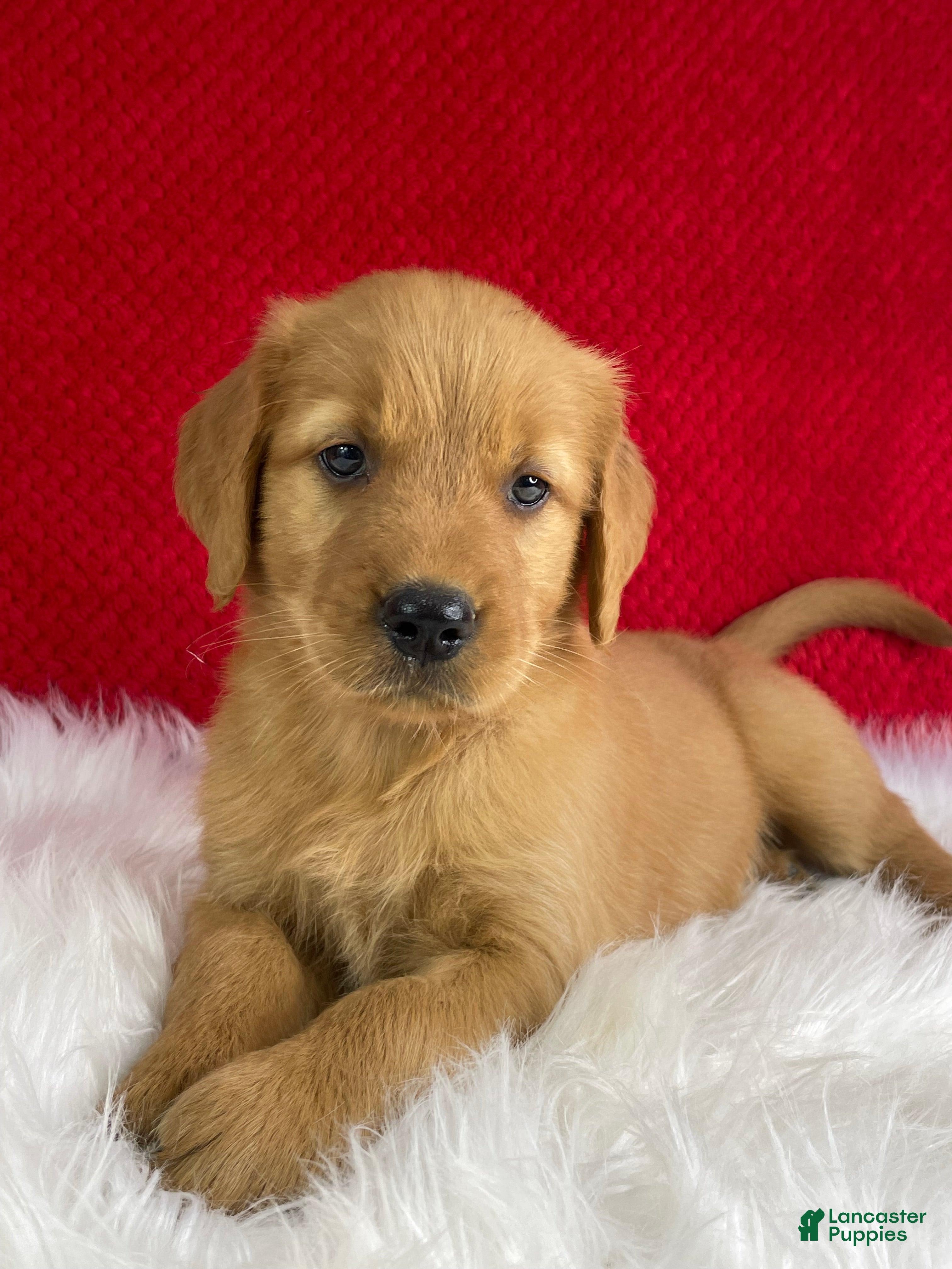 Golden Retriever dogs Bailey - Ad 2