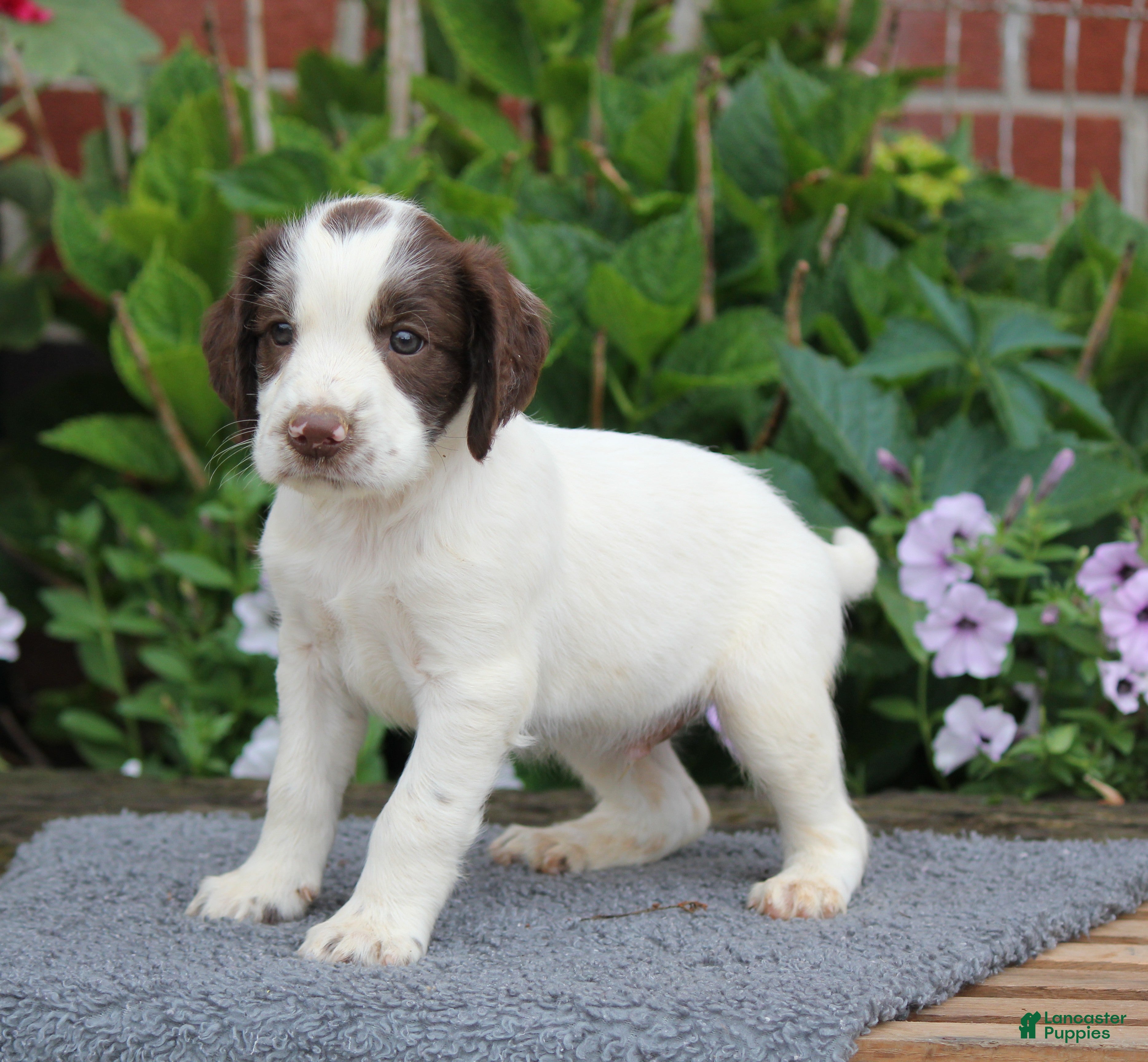 English Springer Spaniel dogs Rocket - Ad 1