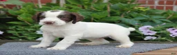 English Springer Spaniel dogs for sale: Rocket - Ad 1