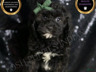 Cavapoo dogs - Ad 18