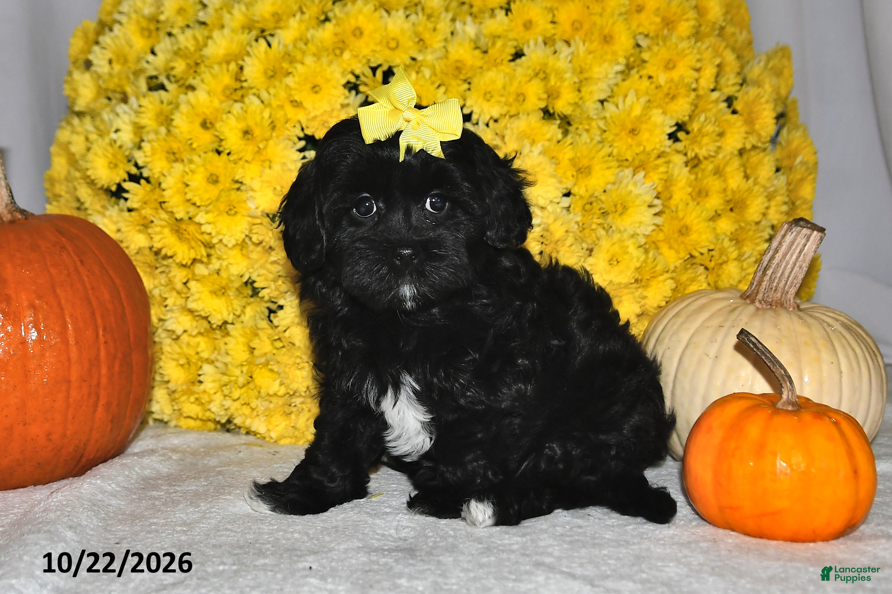 Shihpoo dogs for sale: Tansy - Ad 1