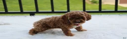 Cockapoo dogs for sale: Phoebe  - Ad 2