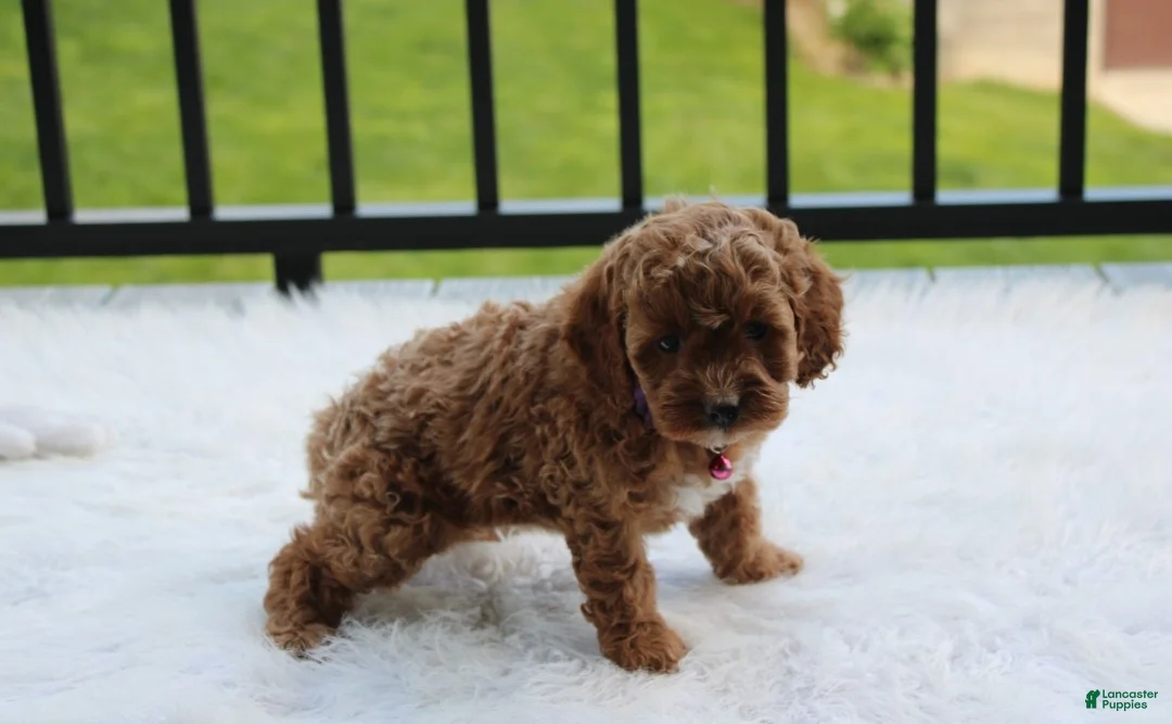 Cockapoo dogs for sale: Phoebe  - Ad 2
