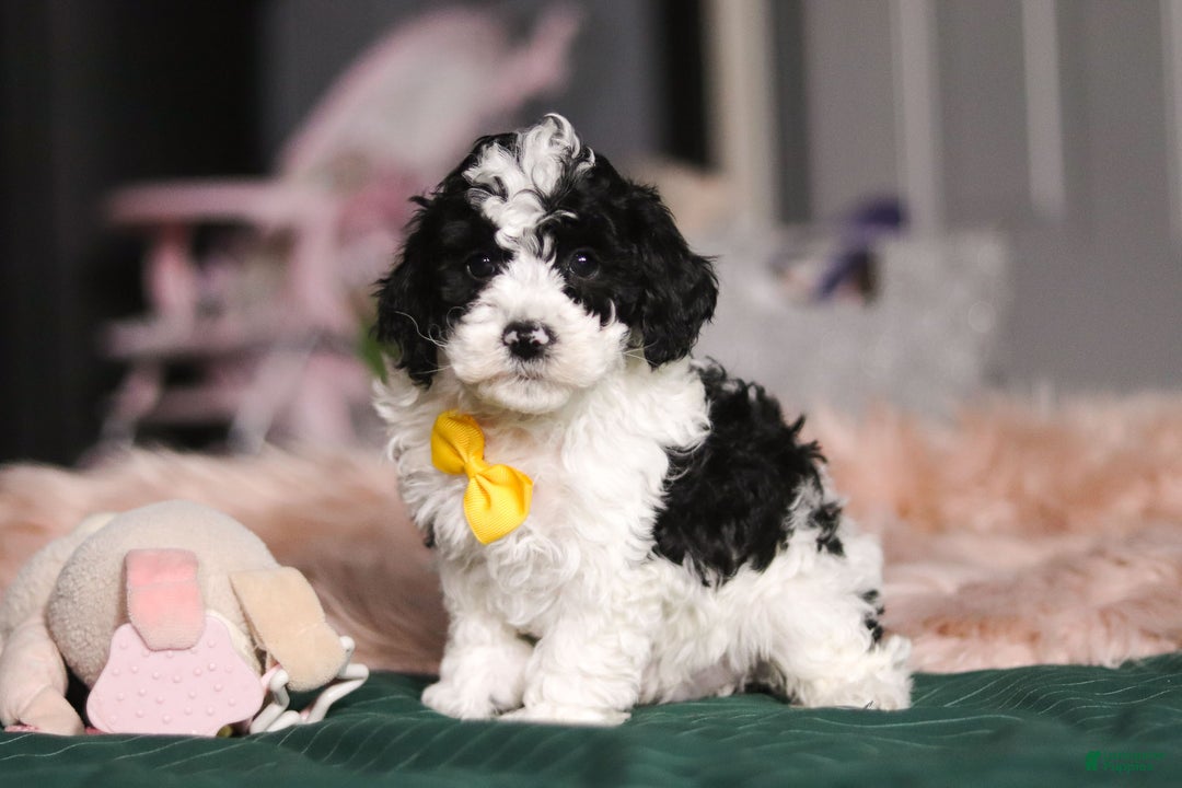 Miniature Poodle dogs for sale: Carson - Ad 5