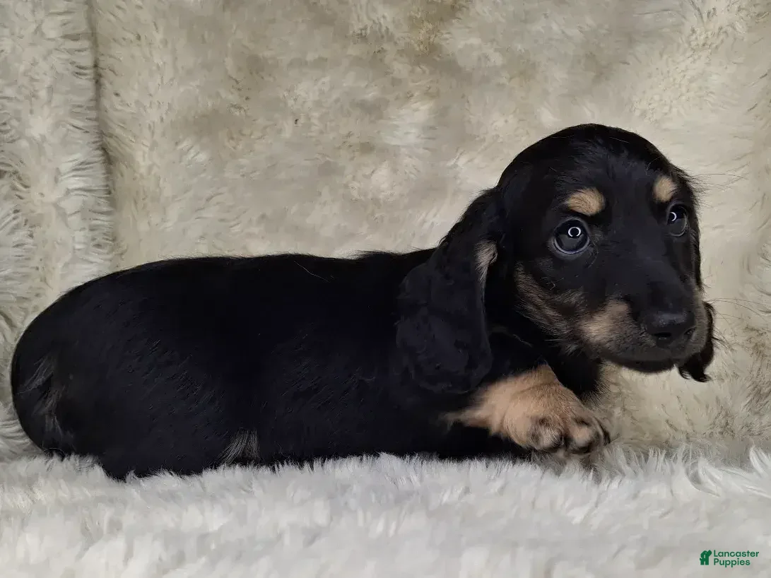 Miniature Dachshund dogs Miniature Dachshund Male  - Ad 2