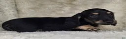 Miniature Dachshund dogs for sale: Miniature Dachshund Male  - Ad 2