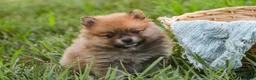 Pomeranian dogs for sale: Bingo Pomeranian  - Ad 12