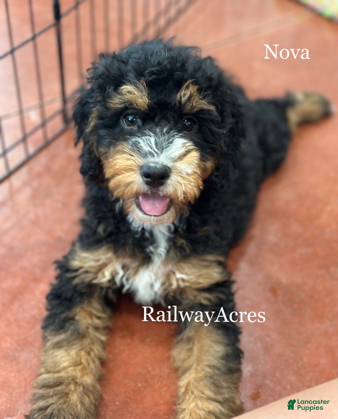 Mixed Breed dogs for sale: Golden Mt. Doodle-nova - Ad 3
