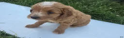 Cavapoo dogs for sale: Scout - Ad 6
