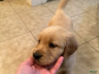 Mixed Breed dogs Mixed Breed Puppy 5 - Ad 29