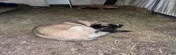 Mixed Breed dogs for sale: Anatolian/ Kangal- Black - Ad 8