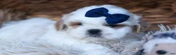 Shih Tzu dogs for sale: MEADOW - Ad 5