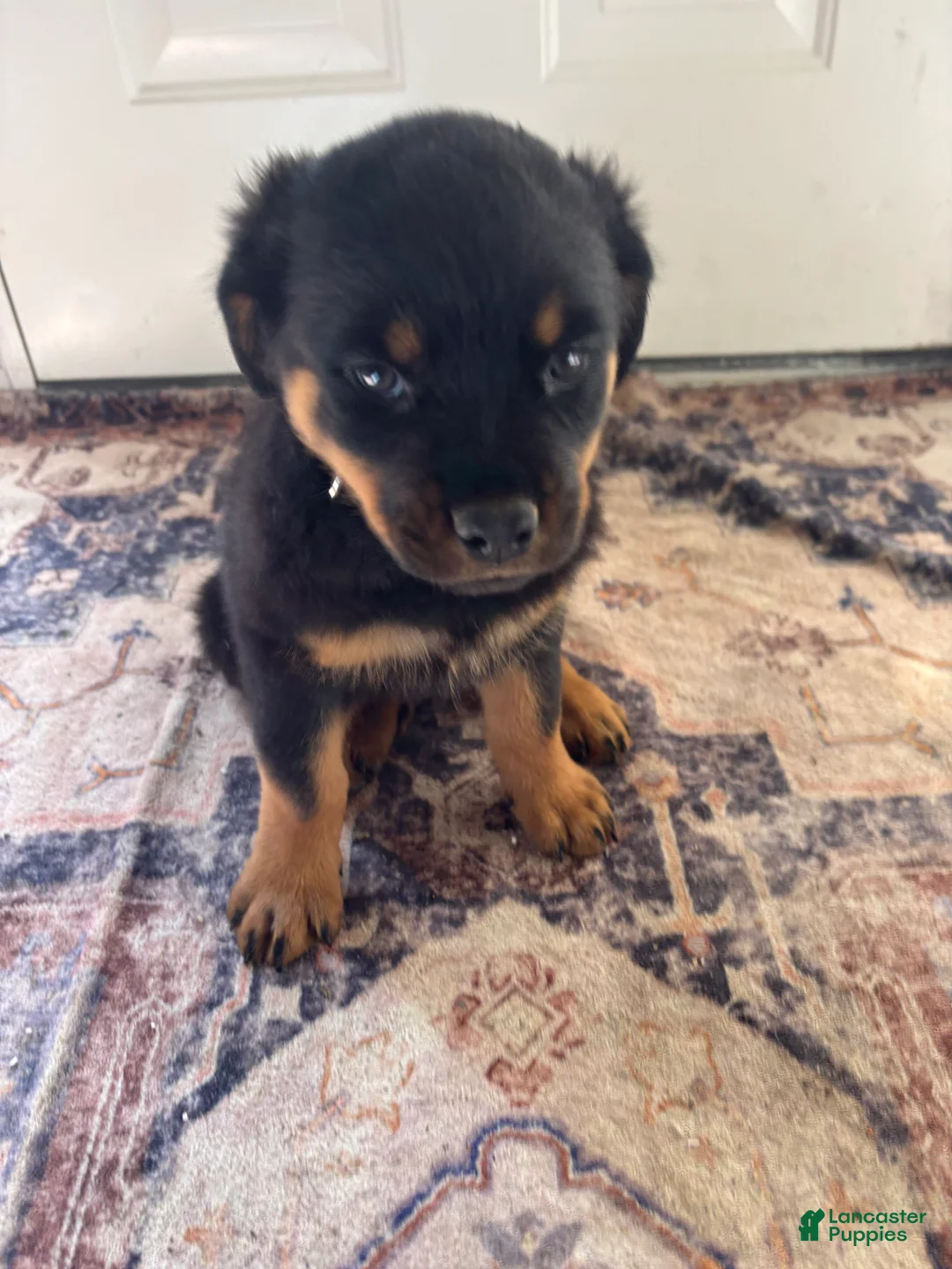 Rottweiler dogs for sale: Brown - Ad 2