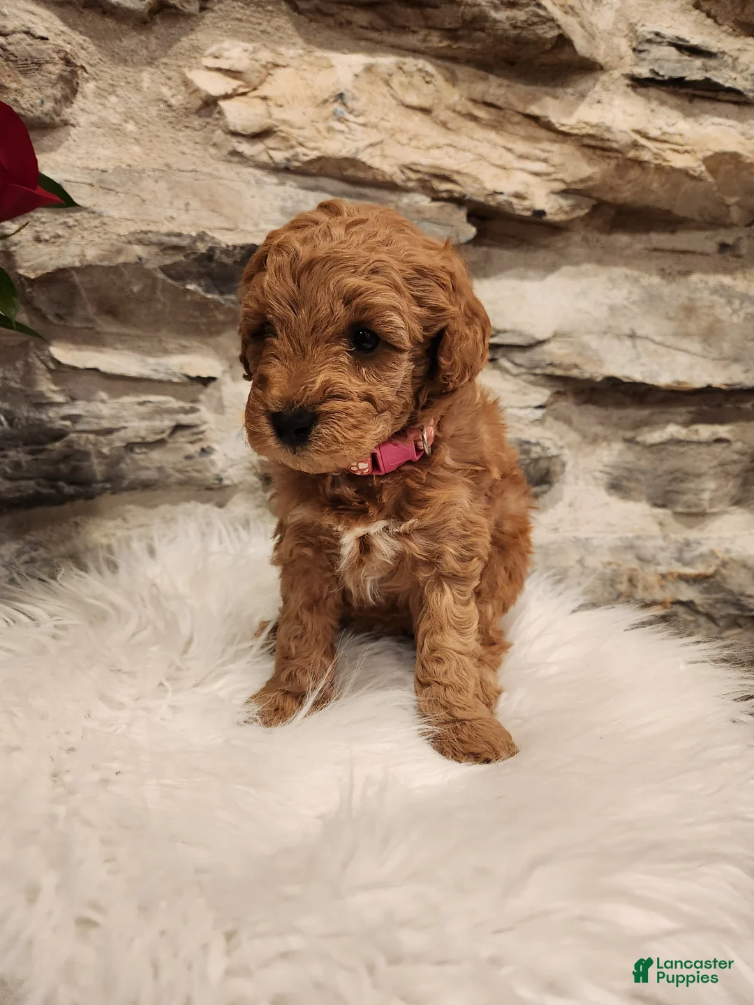 Mini Bernedoodle dogs for sale: COOKIE - MINI BERNEDOODLE LOVELY PUPPY (RICHLAND, PA) - F1BB - Ad 4