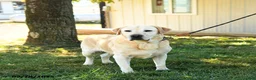 Labrador Retriever dogs for sale: Harley - Ad 3
