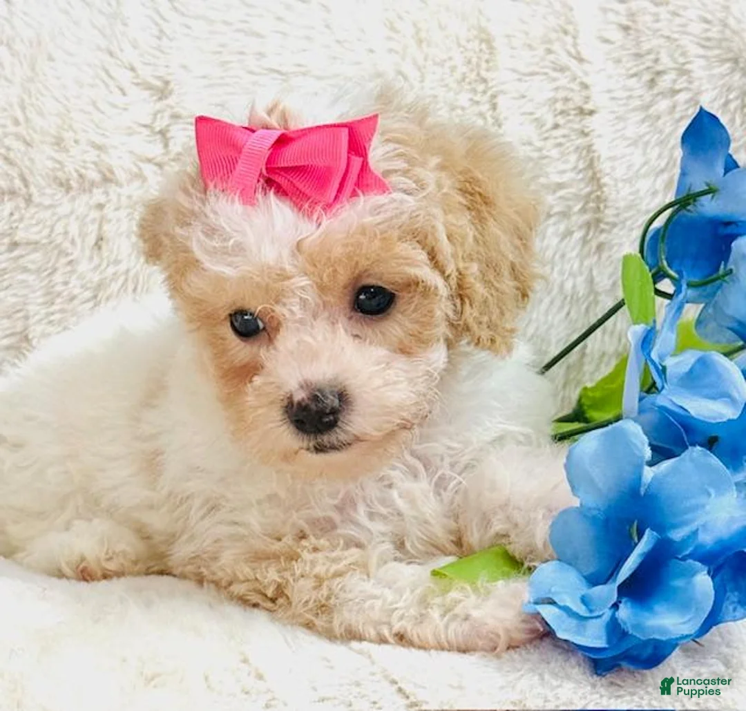 Toy Poodle dogs for sale: Toy Poodle Puppy 2 - Ad 1