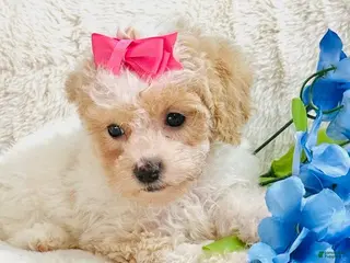 Toy Poodle dogs Toy Poodle Puppy 2 - Ad 16