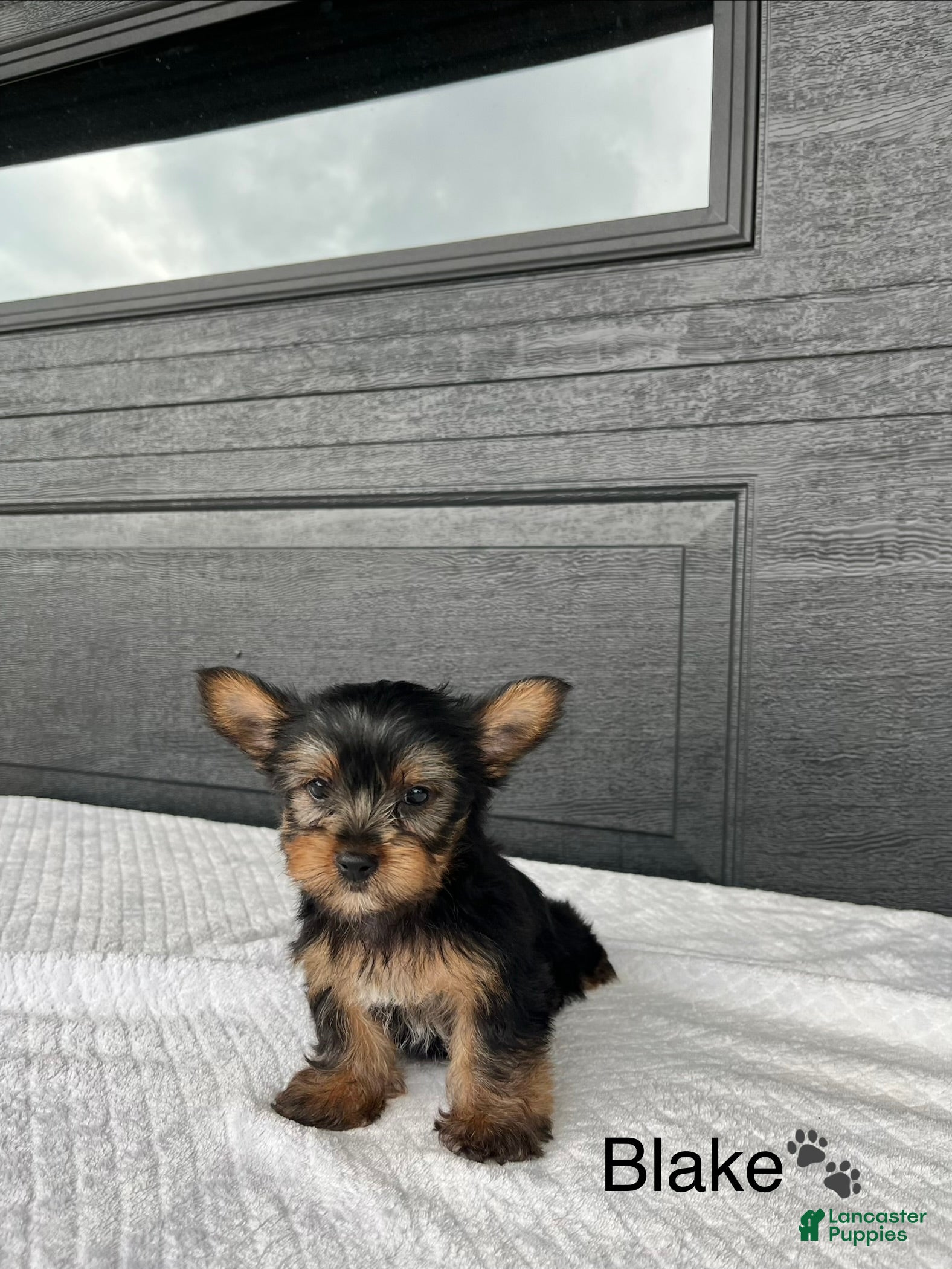 Yorkshire Terrier dogs Blake - Ad 1